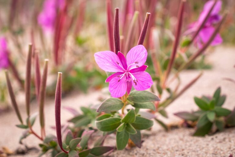 Niviarsiaq - Greenland National Flower - Guide to Greenland