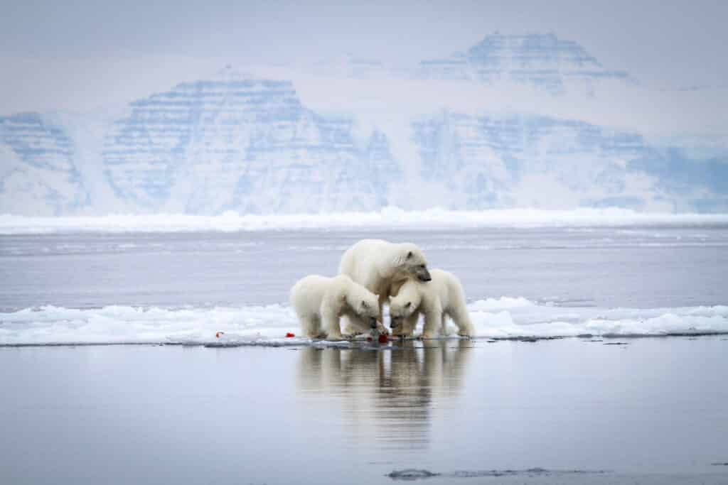 Mother polar bear and 2 curious cubs in North-East Greenland