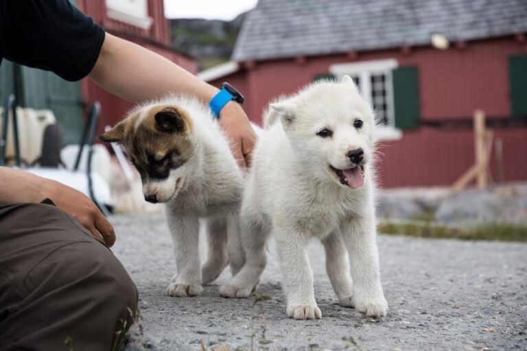 3-Day Wilderness Journey: Hiking, Kayaking & Camping | Ilulissat | Disko Bay - Image 2