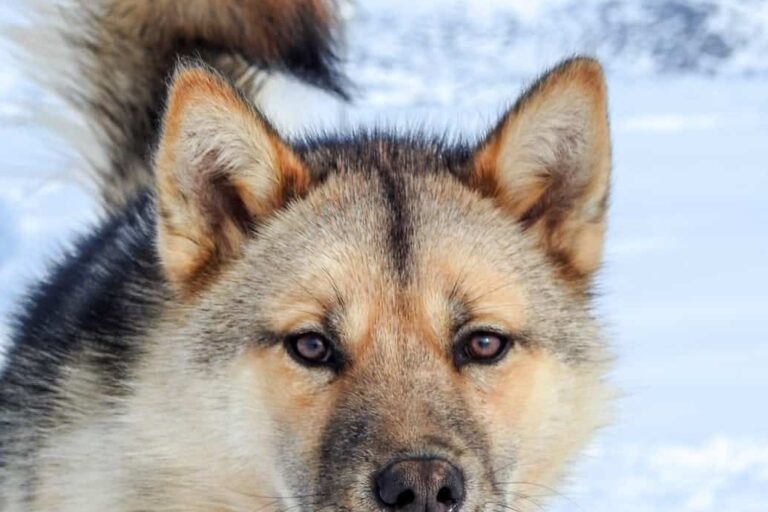 Family friendly Dogsledding Express tour | Ilulissat - Billede 5