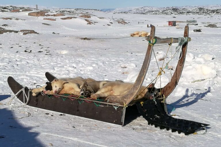 Family friendly Dogsledding Express tour | Ilulissat - Billede 6