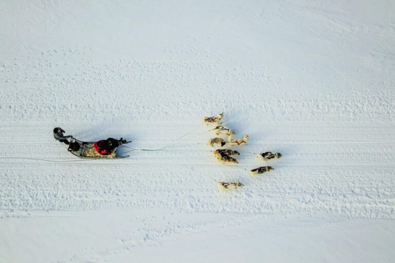 Family friendly Dogsledding Express tour | Ilulissat - Billede 7