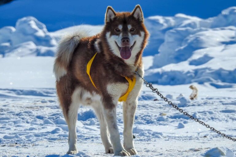 Family friendly Dogsledding Express tour | Ilulissat - Billede 10