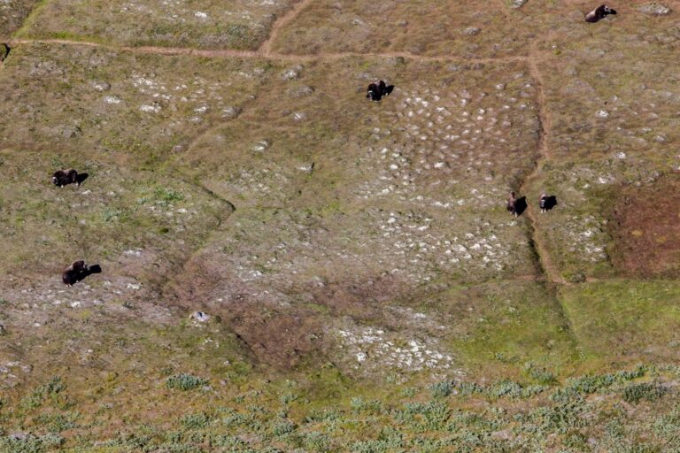 3 Day Glacier Adventure | Kangerlussuaq - Image 8