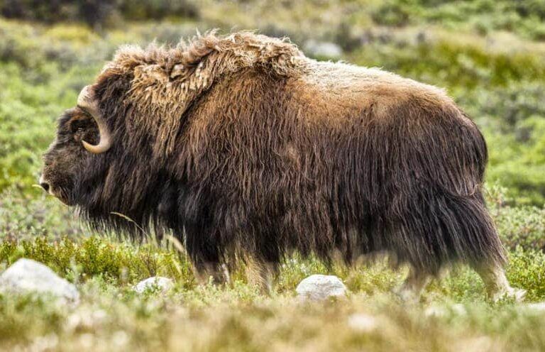 3 Day Glacier Adventure | Kangerlussuaq - Image 9