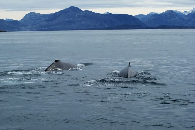 Boat charter | Nuuk | West Greenland - Image 8