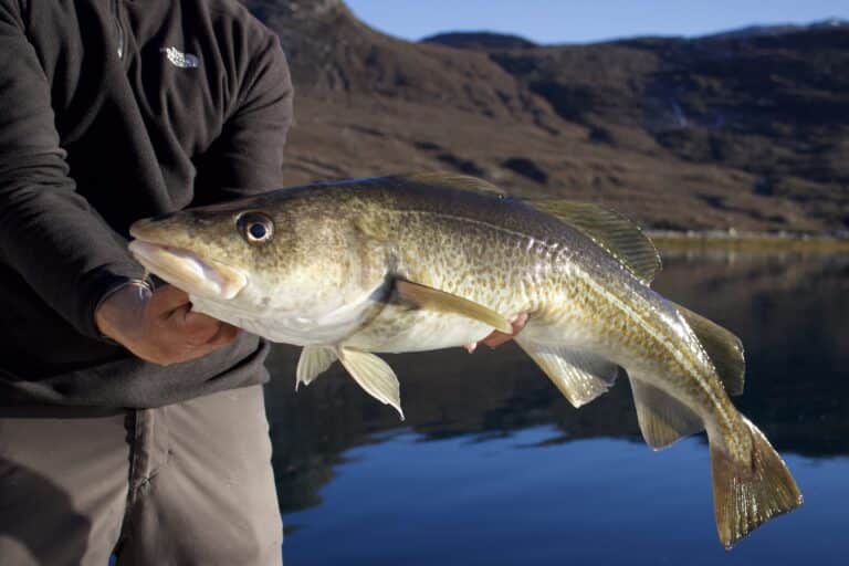 Deep Sea Fishing | Nuuk - Image 4