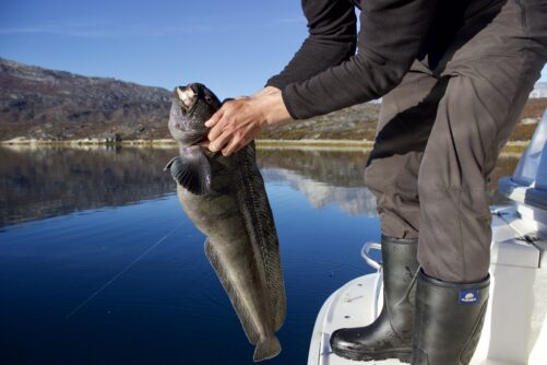 Deep Sea Fishing | Nuuk