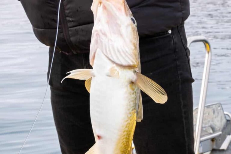 Dybhavsfiskeri | Nuuk - Billede 2