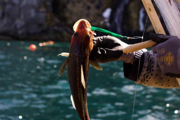 Dybhavsfiskeri | Nuuk - Billede 4