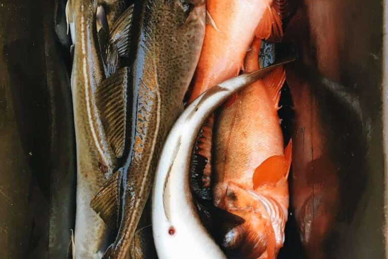 Deep Sea Fishing | Nuuk - Image 8