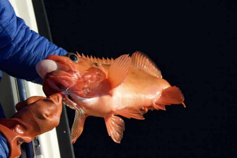 Deep Sea Fishing | Nuuk - Image 7