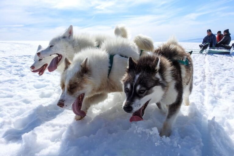 Dogsledding - 2 hours | Uummannaq | North Greenland - Image 10