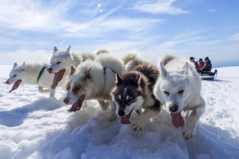 Dogsledding - 2 hours | Uummannaq | North Greenland - Image 12