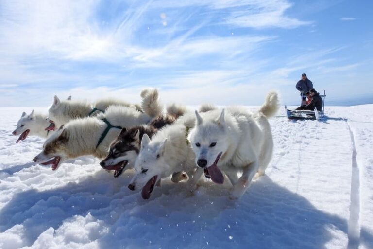 Dogsledding - 2 hours | Uummannaq | North Greenland - Image 8