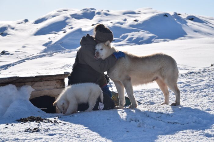 Family friendly Dogsledding Express tour | Ilulissat