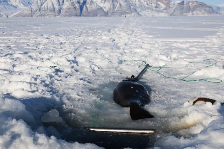 Ice fishing | Uummannaq | North Greenland - Image 2
