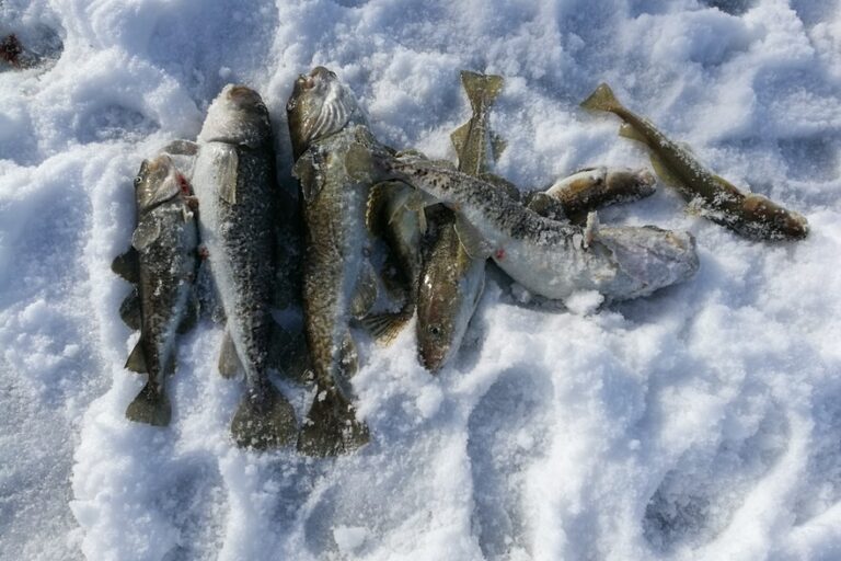 Ice fishing | Uummannaq | North Greenland - Image 4