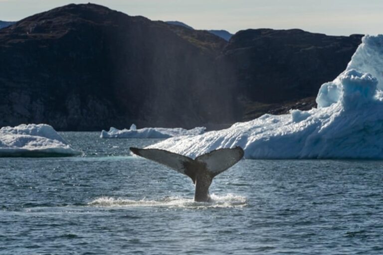 Udforsk isfjorden og en Isgrotte | Tasiilaq | Øst Grønland - Billede 6