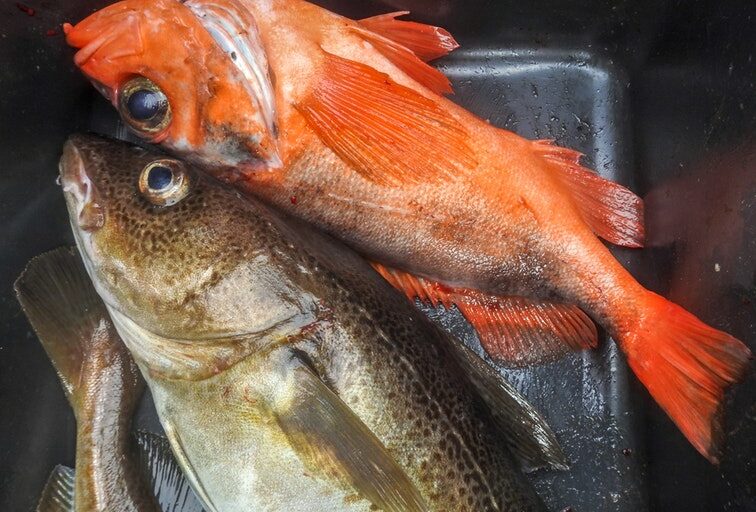 Rødfisketur | Nuuk - Billede 4