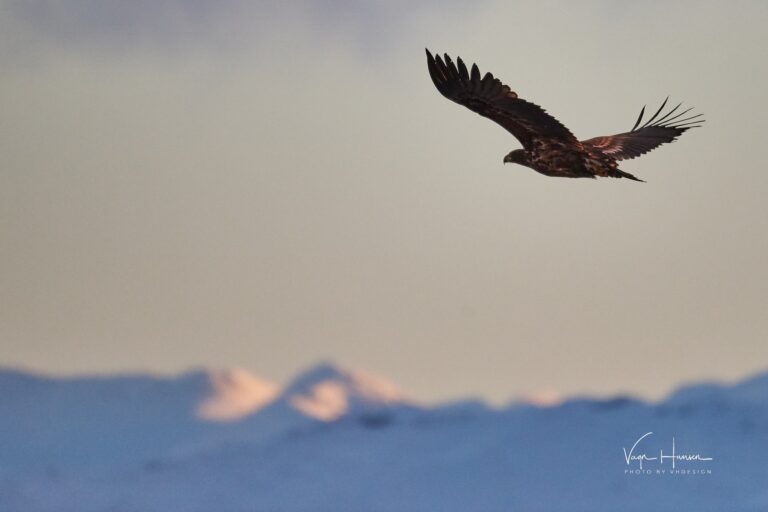 Icefjord Affair | Private tour | Nuuk - Image 8