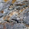 Sea birds nesting in the cliffs of the mountain at the entrance to the Nuuk Icefjord on a boat tour with Guide to Greenland