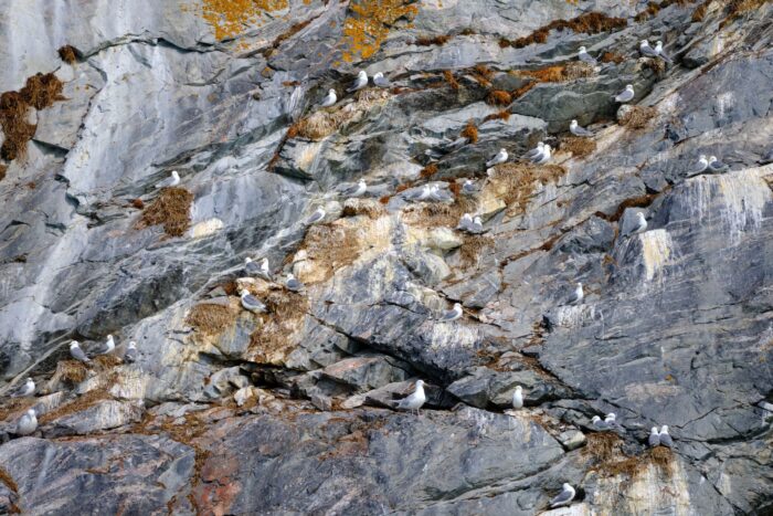 Sea birds nesting in the cliffs of the mountain at the entrance to the Nuuk Icefjord on a boat tour with Guide to Greenland