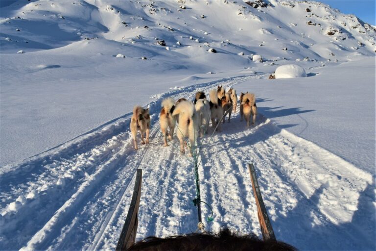 Bygdebesøg Med Hundeslæde | Tasiilaq | Østgrønland - Billede 8