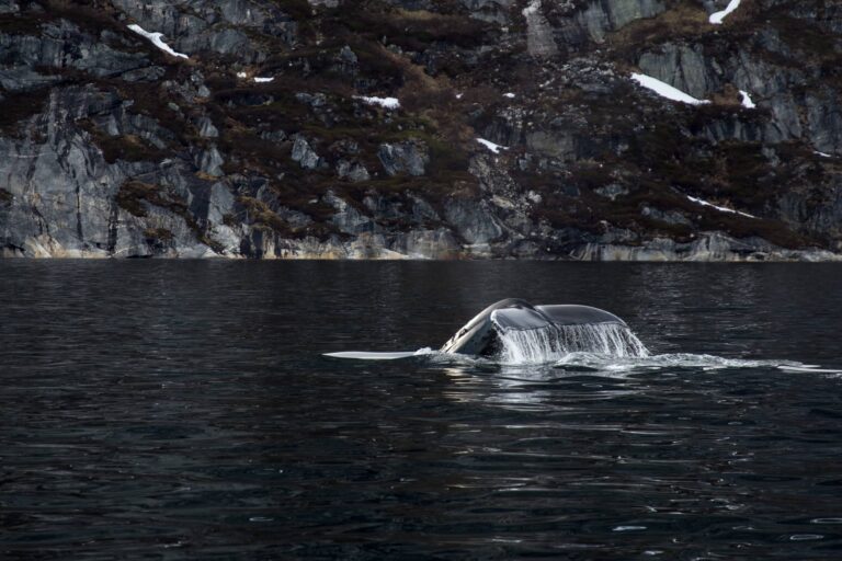 Geschlossene Boot Fjord-Abenteuer | Nuuk - Image 5