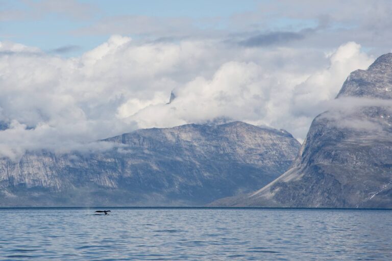 Geschlossene Boot Fjord-Abenteuer | Nuuk - Image 4