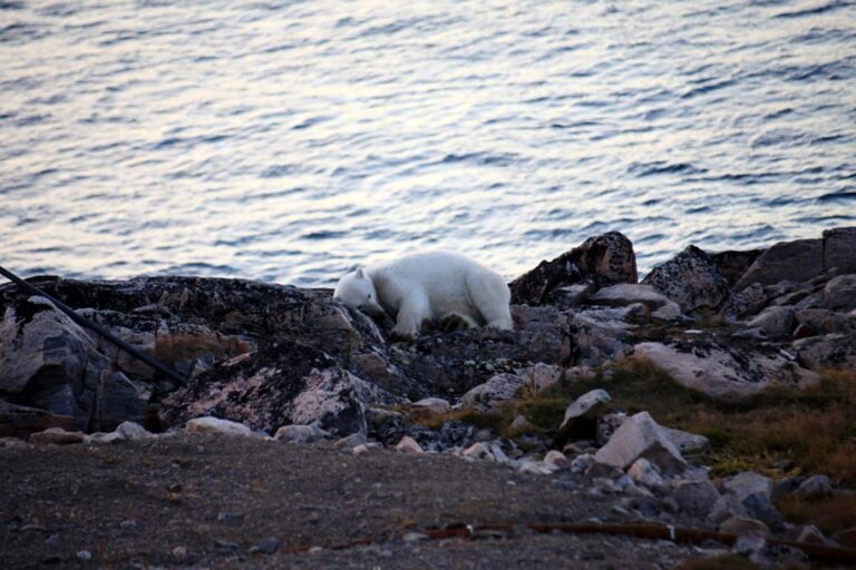 Arctic Wildlife Safari | 8 Days | Ittoqqortoormiit | East Greenland - Image 11