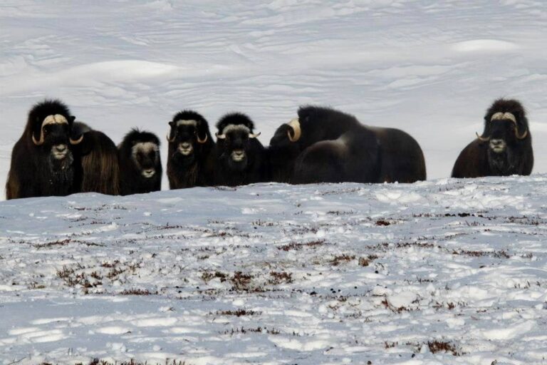 Arctic Wildlife Safari | 8 Days | Ittoqqortoormiit | East Greenland - Image 12