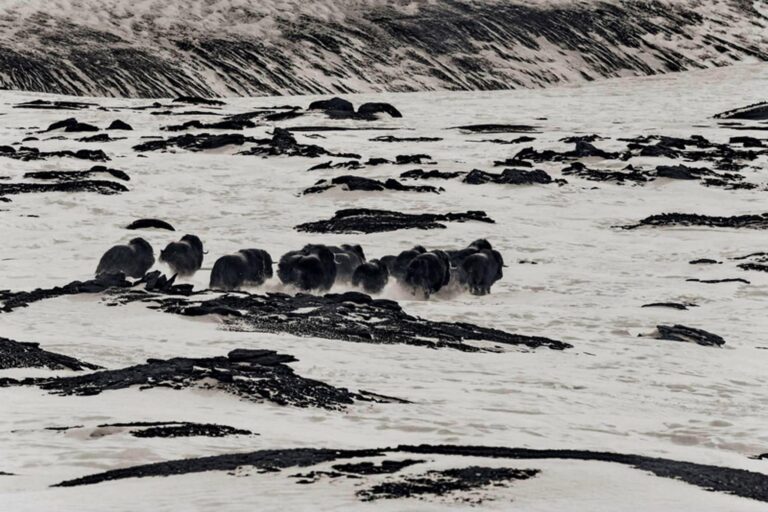 Arctic Wildlife Safari | 8 Days | Ittoqqortoormiit | East Greenland - Image 13