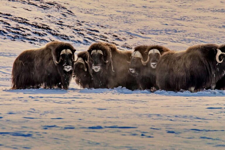 Arctic Wildlife Safari | 8 Days | Ittoqqortoormiit | East Greenland - Image 14