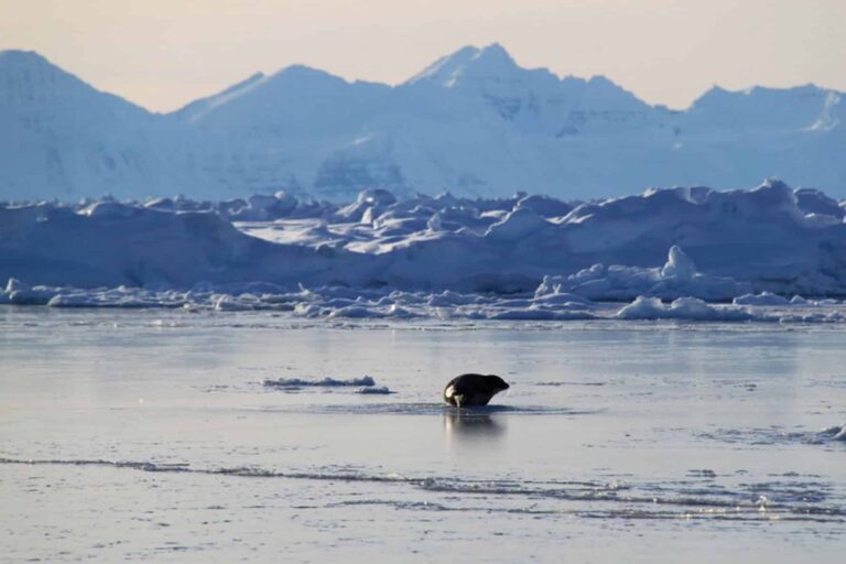 Arctic Wildlife Safari | 8 Days | Ittoqqortoormiit | East Greenland - Image 17