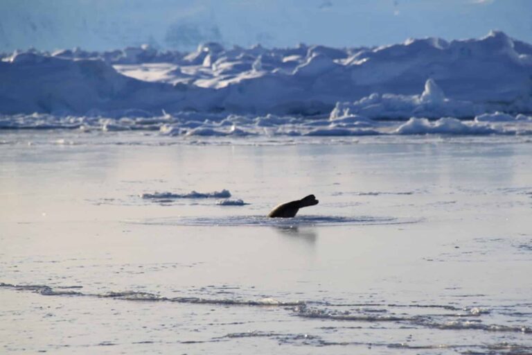 Arctic Wildlife Safari | 8 Days | Ittoqqortoormiit | East Greenland - Image 18