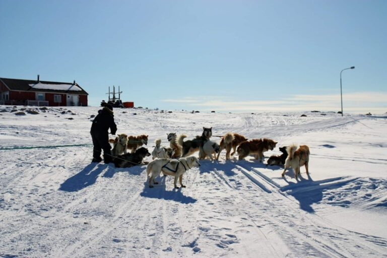 Arctic Wildlife Safari | 8 Days | Ittoqqortoormiit | East Greenland - Image 19