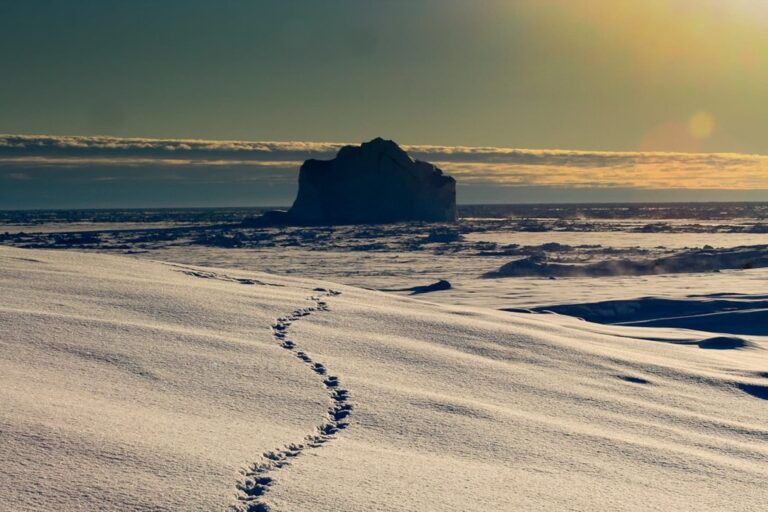 Arctic Wildlife Safari | 8 Days | Ittoqqortoormiit | East Greenland - Image 20