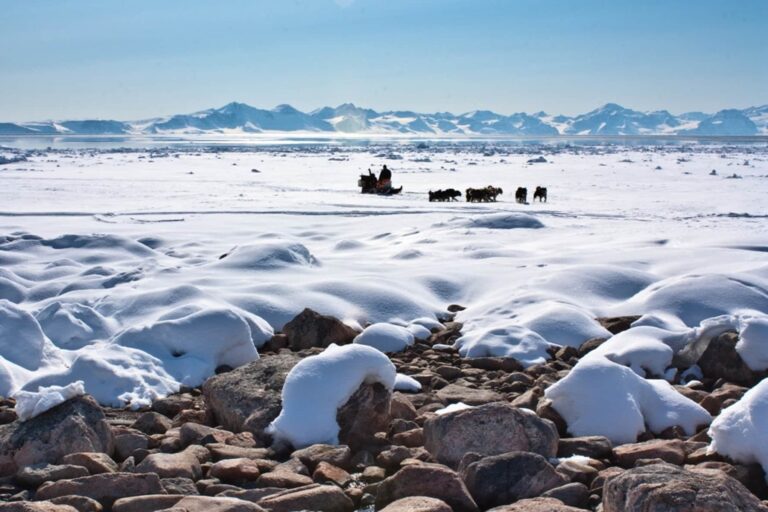 Arctic Wildlife Safari | 8 Days | Ittoqqortoormiit | East Greenland - Image 3