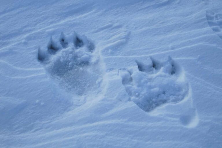 Arctic Wildlife Safari | 8 Days | Ittoqqortoormiit | East Greenland - Image 4