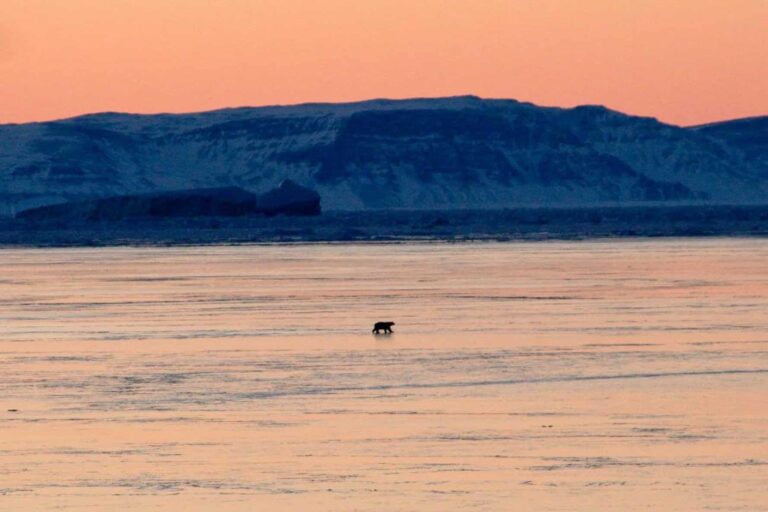 Arctic Wildlife Safari | 8 Days | Ittoqqortoormiit | East Greenland - Image 32