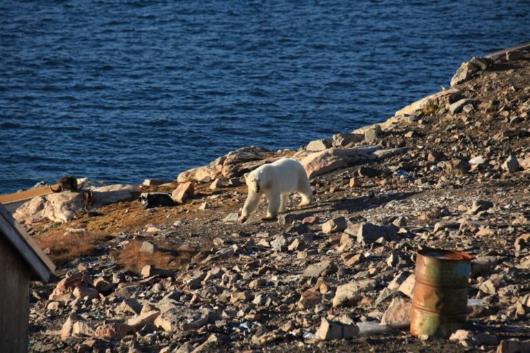 Arctic Wildlife Safari | 8 Days | Ittoqqortoormiit | East Greenland - Image 33