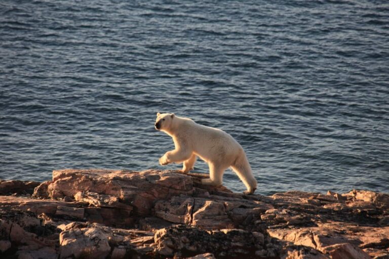 Arctic Wildlife Safari | 8 Days | Ittoqqortoormiit | East Greenland - Image 5