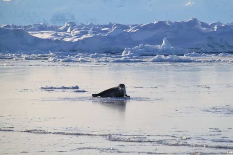 Arctic Wildlife Safari | 8 Days | Ittoqqortoormiit | East Greenland - Image 41