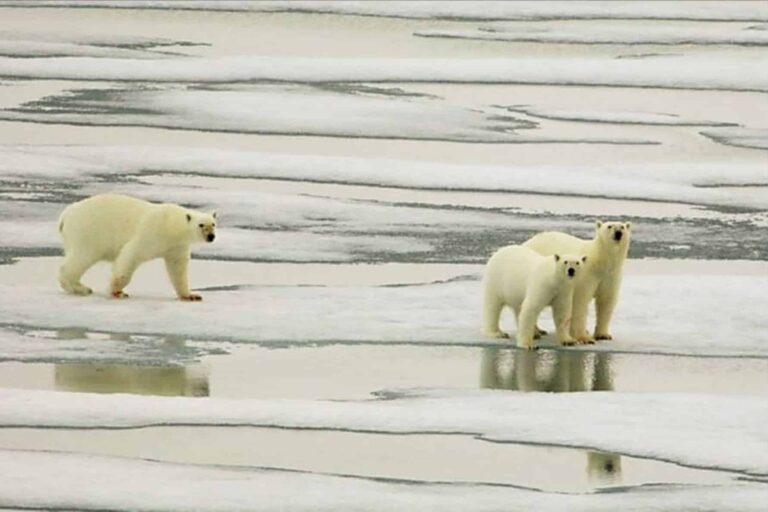 Arctic Wildlife Safari | 8 Days | Ittoqqortoormiit | East Greenland - Image 6