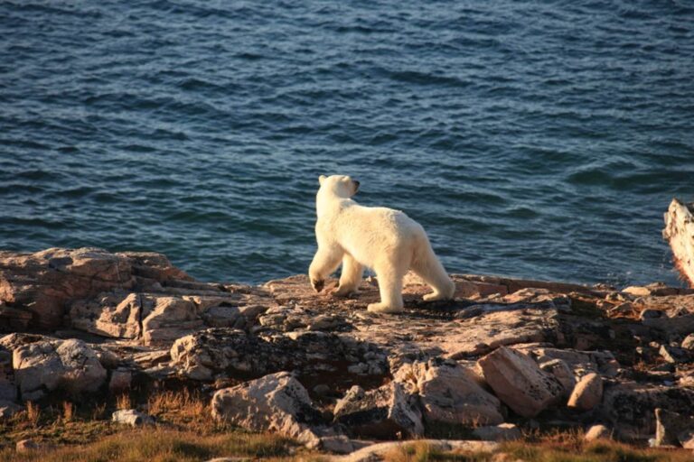 Arctic Wildlife Safari | 8 Days | Ittoqqortoormiit | East Greenland - Image 7