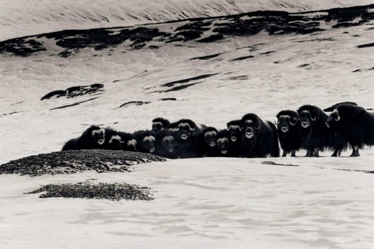 Arctic Wildlife Safari | 8 Days | Ittoqqortoormiit | East Greenland - Image 8