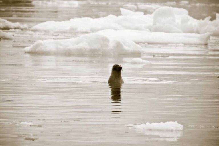 Arctic Wildlife Safari | 8 Days | Ittoqqortoormiit | East Greenland - Image 9