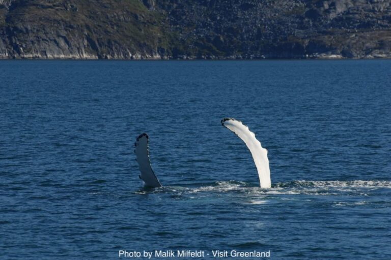 Best of Nuuk in 3 days | West Greenland - Image 9