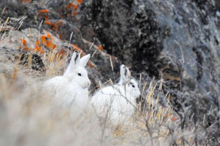 Det bedste ved Nuuk på 5 dage | Vest Grønland - Billede 11